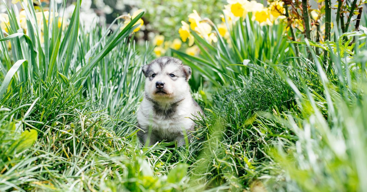 Designing a Dog-Friendly Garden: Puppy-Safe Plants for a Beautiful and Secure Outdoor Space