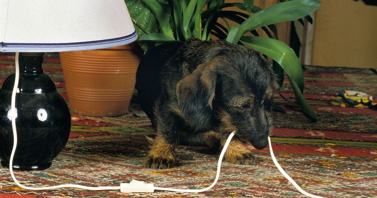 Puppy Behavior Problems: Dominent Behavior in Puppies