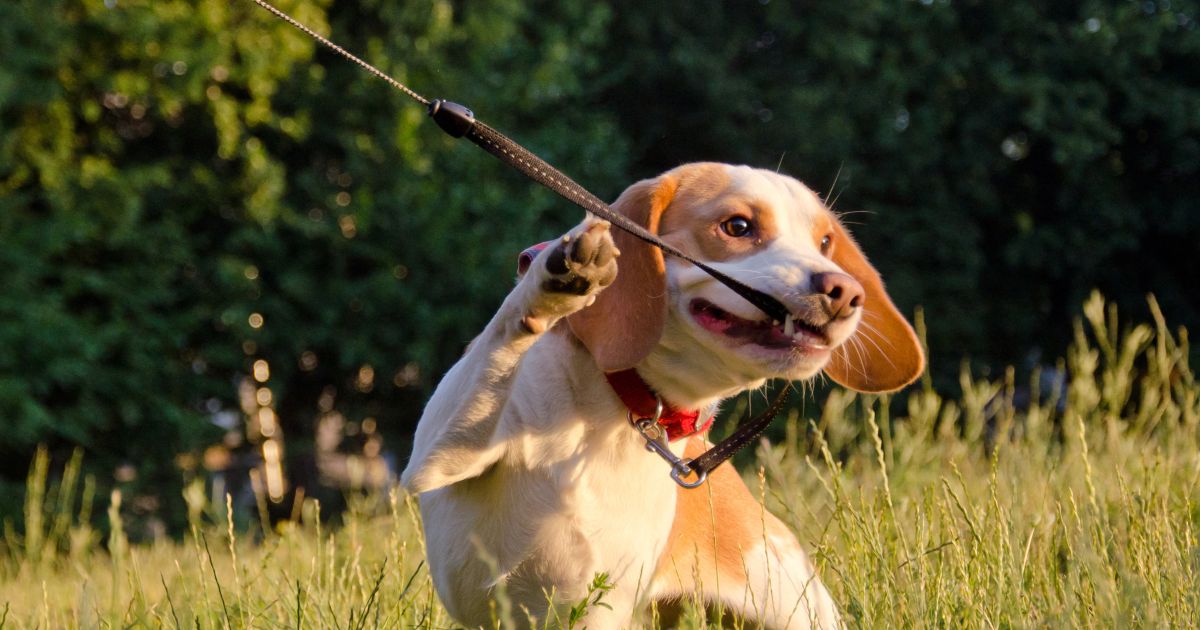 Puppy Behavior Problems: Know When to Train and When to Seek Help