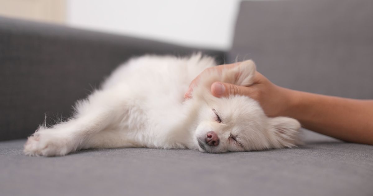 The Ultimate Guide to Puppy Massage: Puppy massage For Sleep