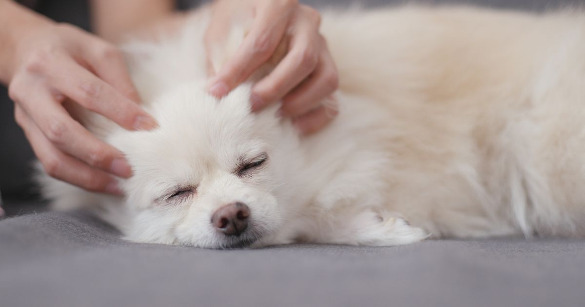 The Ultimate Guide to Puppy Massage: Techniques for a Happy, Relaxed Pup
