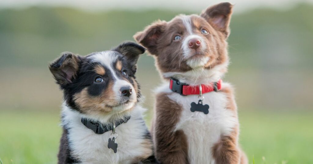 Puppy Photography Tips: Master the Art of Capturing Your Pup’s Cutest Moments!