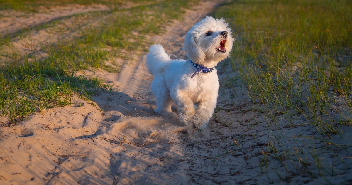 Why Is My Puppy Barking? Decoding Barking Sounds and How to Teach Your Pup When to Stay Quiet